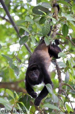 Howler Monkey,  Manuel Antonio Ntl Park  8