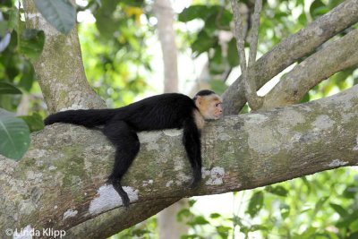 White Face Capuchin Monkey,  Manuel Antonio  16