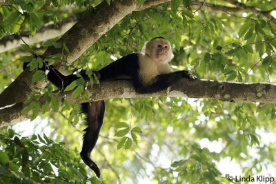 White Face Capuchin Monkey,  Manuel Antonio  13