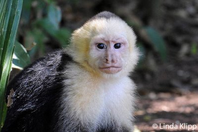 White Face Capuchin Monkey,  Manuel Antonio  12
