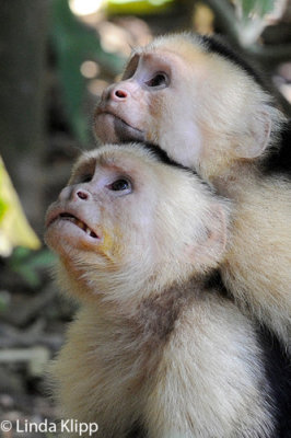 White Face Capuchin Monkey,  Manuel Antonio  11