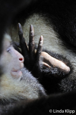 White Face Capuchin Monkey,  Manuel Antonio  10