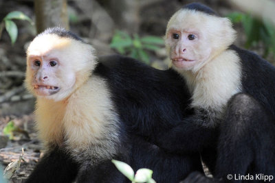 White Face Capuchin Monkey,  Manuel Antonio  9