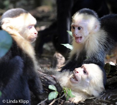 White Face Capuchin Monkey,  Manuel Antonio  8