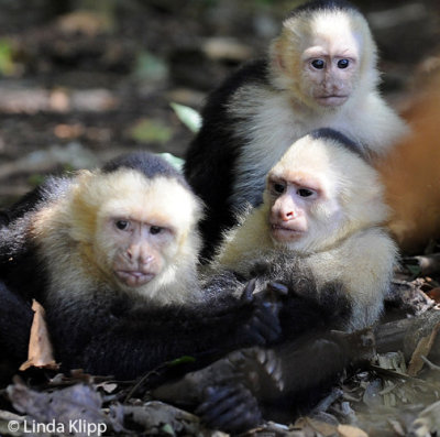 White Face Capuchin Monkey,  Manuel Antonio  7