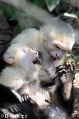 White Face Capuchin Monkey,  Manuel Antonio  6