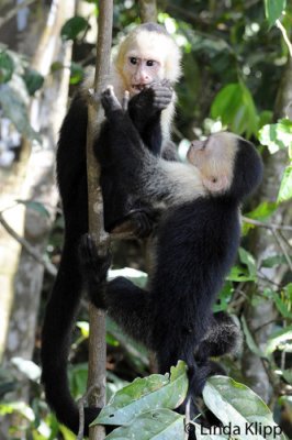 White Face Capuchin Monkey,  Manuel Antonio  5