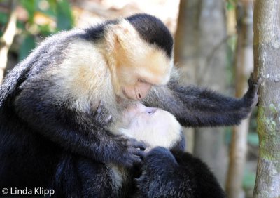 White Face Capuchin Monkey,  Manuel Antonio  4