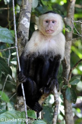 White Face Capuchin Monkey,  Manuel Antonio  3