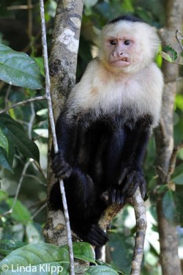 White Face Capuchin Monkey,  Manuel Antonio  2