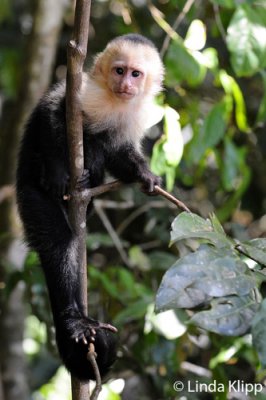 White Face Capuchin Monkey,  Manuel Antonio  1