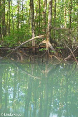 Mangroves, Golfo Dulce 1