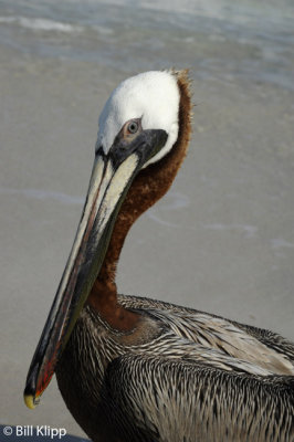 Brown Pelican, Varadero  1