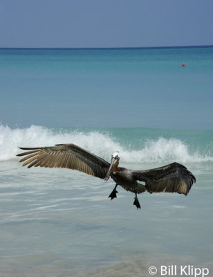 Brown Pelican, Varadero  2