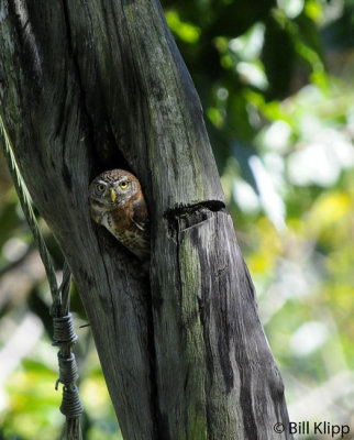 Pygmy Owl,  Santiago  1