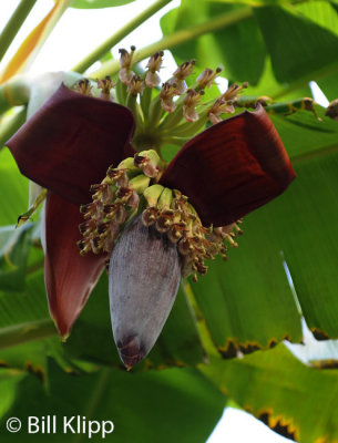 Banana Flower, Baracoa 1