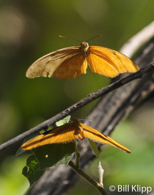 Butterfly, Baracoa  Cuba  1