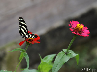 Butterfly, Baracoa  Cuba  2