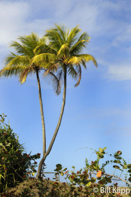 Double Palm Tree, Baracoa Cuba 1