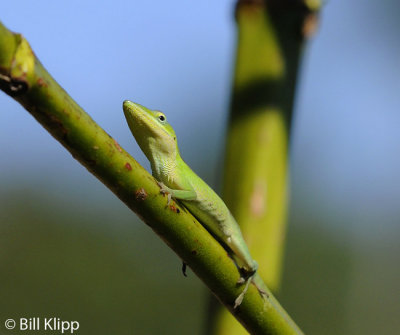 Green Anole, Baracoa Cuba  1