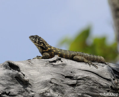 Curly Tailed Lizard, Varadero  3