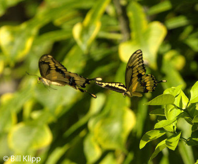 Giant Swallowtail Butterfly 5