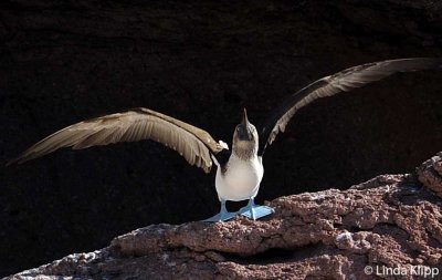 Blue-Footed Booby,  Los Islotes
