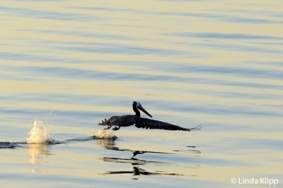 Brown Pelican taking off,  Sea of Cortez