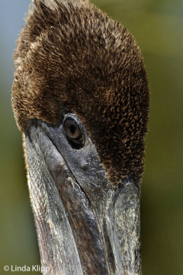 Brown Pelican,  San Jose del Cabo