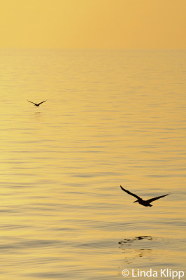 Brown Pelican Sunset,  Sea of Cortez