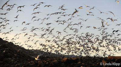 Elegant Tern fly out,  Isla Rasa