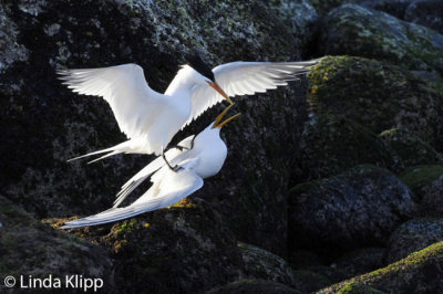 Elegant Terns mating,  Isla Rasa  1