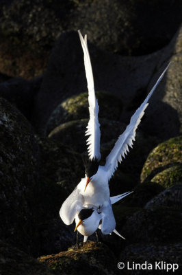 Elegant Terns mating,  Isla Rasa  2