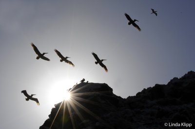 Pelicans over San Pedro Martir