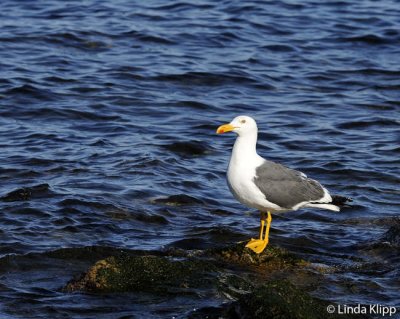Yellow Footed Gull,  Isla San Estaban