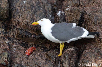 Yellow-Footed Gull,  Los Islotes   1