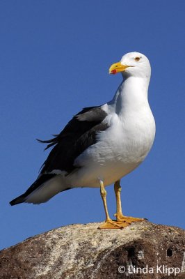 Yellow-Footed Gull,  Los Islotes  2