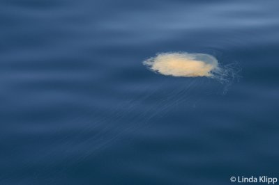 Jelly Fish, Sea of Cortez