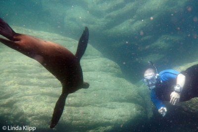 Snorkeling with the Sea Lions,  Los Islotes   2