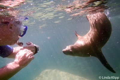 Snorkeling with the Sea Lions,  Los Islotes   3
