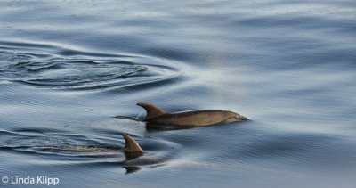 Bottlenose Dolphin,  Sea of Cortez