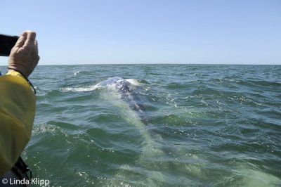 Gray Whale spy hopping, San Ignacio Lagoon  6