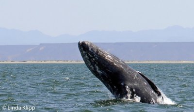 Gray Whale spy hopping, San Ignacio Lagoon  5