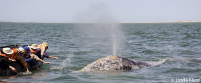 Gray Whale spy hopping, San Ignacio Lagoon  4