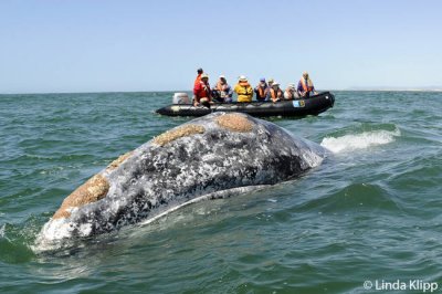 Gray Whale spy hopping, San Ignacio Lagoon  7