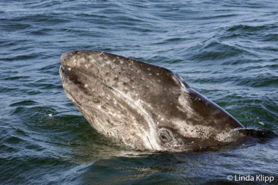 Gray Whale spy hopping, San Ignacio Lagoon  8
