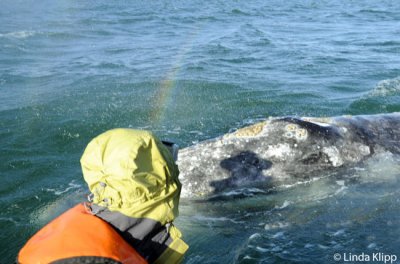 Gray Whale spy hopping, San Ignacio Lagoon  9