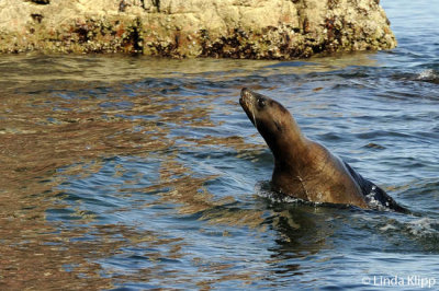 California Sea Lion,  Los Islotes  2