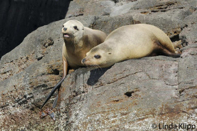 California Sea Lion, San Pedro Martir  2