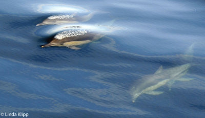 Long Beaked Common Dolphins, Sea of Cortez  31